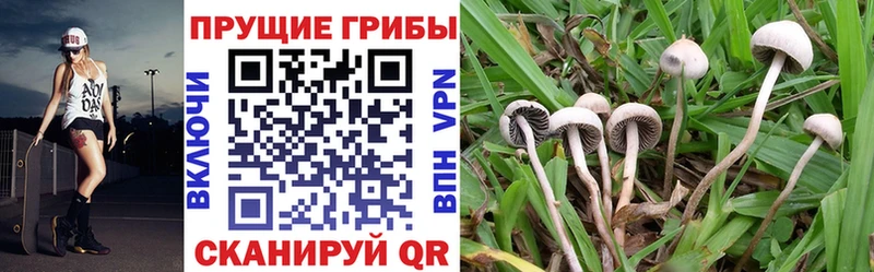 Псилоцибиновые грибы Magic Shrooms Сосновка